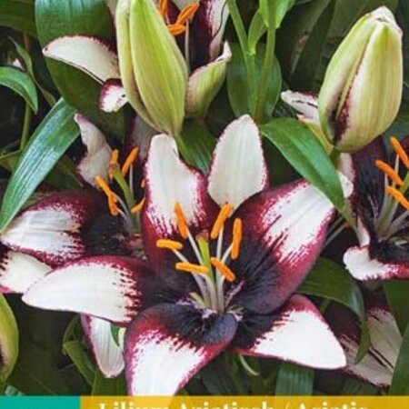 Jub Holland Lily Asiatic Black / White Are Firm Lilies That Grow Easily.