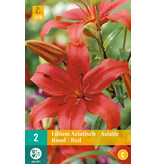 Jub Holland Lily Asiatic Red - Bring More Colour Into Your Garden.