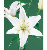 Jub Holland Lily Asiatic White - Great Cut Flowers - Easy to grow