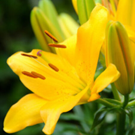 Jub Holland Lily Asiatic Yellow - Quality Lilies At The Best Price.