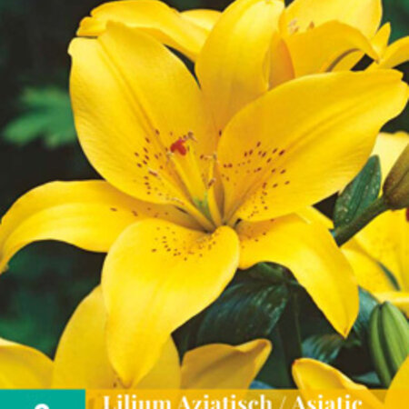 Jub Holland Lily Asiatic Yellow - Quality Lilies At The Best Price.