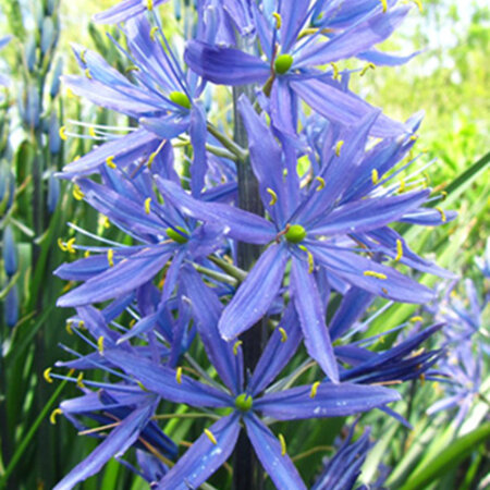 Jub Holland Camassia Leichtlinii Caerulea Is Een Opvallende Soort Met Blauwe Stervormige Bloemen.