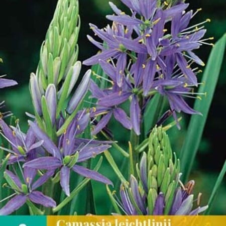 Jub Holland Camassia Leichtlinii Caerulea Is A Striking Species With Blue Star-shaped Flowers.