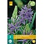 Jub Holland Camassia Leichtlinii Caerulea Is Een Opvallende Soort Met Blauwe Stervormige Bloemen.