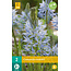 Jub Holland Camassia Cusickii Comes from Central America and can stand drought well.