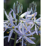 Jub Holland Camassia Cusickii Komt Uit Midden Amerika En Kan Goed Tegen Droogte.