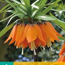 Fritillaria Imperialis Aurora - 1 Bulb