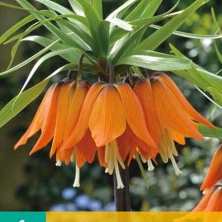 Jub Holland Fritillaria Imperialis Aurora (Orange Emperor's Crown) Keep Mice And Moles At A Distance!