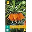 Jub Holland Fritillaria Imperialis Aurora (Orangefarbene Kaiserkrone) Hält Mäuse und Maulwürfe auf Abstand!