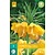 Jub Holland Fritillaria Imperialis Lutea - 1 Bol