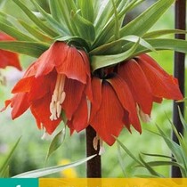 Fritillaria Imperialis Rubra - 1 Blumenzwiebel