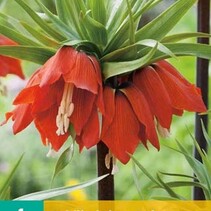 Fritillaria Imperialis Rubra - 1 Bol