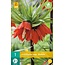 Jub Holland Fritillaria Imperialis Rubra (Kaiserkrone rot) Hält Mäuse und Maulwürfe auf Abstand!