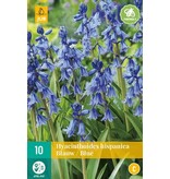 Jub Holland Hyacinthoides Hispanica Blauw, Graag Geziene Plant - Doet Het Beste In De Schaduw!