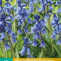 Hyacinthoides Hispanica Blau - 10 Blumenzwiebeln