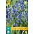 Jub Holland Hyacinthoides Hispanica Blau - 10 Blumenzwiebeln