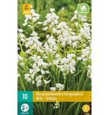 Jub Holland Hyacinthoides Hispanica White, Also called Spanish Hyacinth or Wood hyacinth!