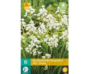 Hyacinthoides hispanica 'Rose Queen' bollen kopen