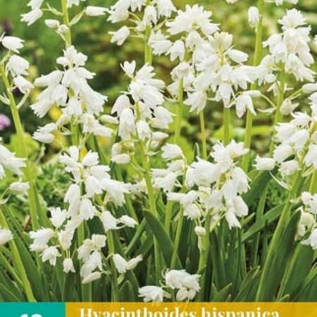Jub Holland Hyacinthoides Hispanica White, Also called Spanish Hyacinth or Wood hyacinth!