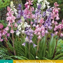 Hyacinthoides Hispanica Mix - 10 Blumenzwiebeln