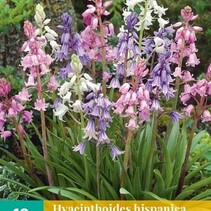 Hyacinthoides Hispanica Mix - 10 Bollen