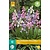 Jub Holland Hyacinthoides Hispanica Mix - 10 Bulbs