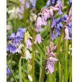 Jub Holland Hyacinthoides Hispanica Mixed - Pink, Purple And White Flowers From April To May