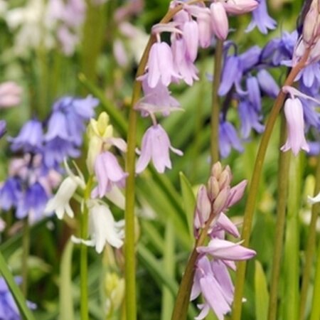 Jub Holland Hyacinthoides Hispanica Mixed - Pink, Purple And White Flowers From April To May