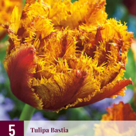 Jub Holland Die Tulpe Bastia ist eine exklusive gefranste Tulpe in Rot mit Gelbtönen.
