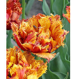 Jub Holland Tulip Bastia Is An Exclusive Fringed Tulip In Red With Yellow Shades.