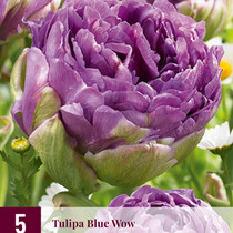 Tulp - Tulipa Blue Wow - 5 Bollen