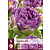 Jub Holland Tulip - Tulipa Blue Wow - 5 Bulbs