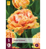 Jub Holland Tulp Brisbane Is Een Dubbele Exclusieve Tulp In Een Schitterende Roze Kleur.