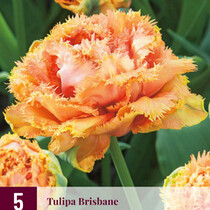 Tulp - Tulipa Brisbane - 5 Bollen