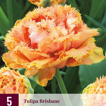 Tulip - Tulipa Brisbane - 5 Bulbs