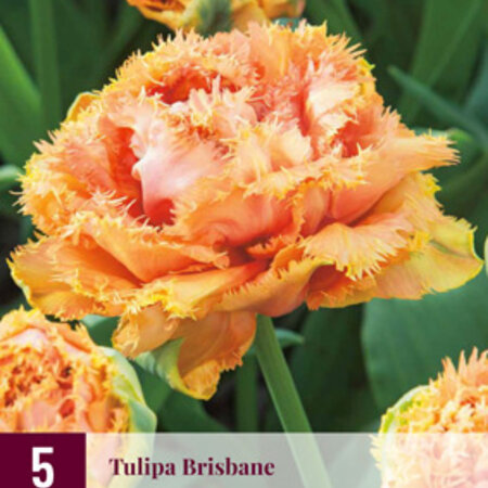 Jub Holland Tulp Brisbane Is Een Dubbele Exclusieve Tulp In Een Schitterende Roze Kleur.