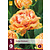 Jub Holland Tulip - Tulipa Brisbane - 5 Bulbs
