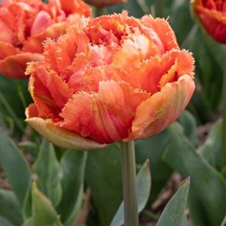 Jub Holland Tulp Brisbane Is Een Dubbele Exclusieve Tulp In Een Schitterende Roze Kleur.
