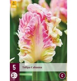 Jub Holland Tulp Cabanna Is Een Exclusieve Roze Met Wit Getinte Papegaai Tulp.