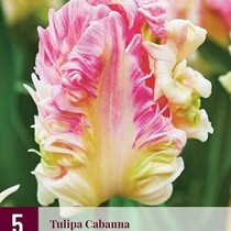 Tulip - Tulipa Cabanna - 5 Bulbs