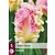 Jub Holland Tulp - Tulipa Cabanna - 5 Bollen