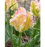 Jub Holland Tulp Cabanna Is Een Exclusieve Roze Met Wit Getinte Papegaai Tulp.