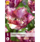 Jub Holland Tulip Colour Fusion - Purple Fringed Tulip - A Special Eye-catcher In The Garden!