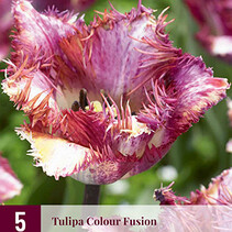 Tulpe - Tulipa Colour Fusion - Neu - 5 Blumenzwiebeln