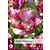 Jub Holland Tulip - Tulipa Colour Fusion - New - 5 bulbs
