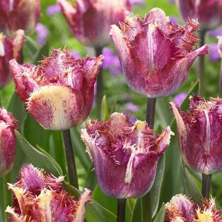 Jub Holland Tulip Colour Fusion - Purple Fringed Tulip - A Special Eye-catcher In The Garden!