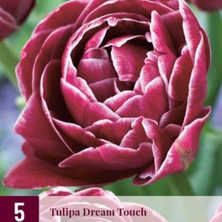 Jub Holland Tulp Dream Touch, Schitterende Rode Pioentulp - Een Droom Die Uit Komt!