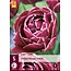 Jub Holland Tulip Dream Touch, Gorgeous Red Peony Tulip - A Dream Come True!