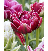 Jub Holland Tulip Dream Touch, prächtige rote Pfingsttulpe - ein wahr gewordener Traum!
