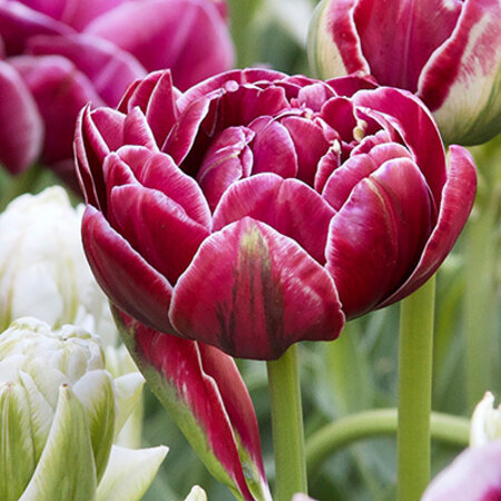 Jub Holland Tulip Dream Touch, prächtige rote Pfingsttulpe - ein wahr gewordener Traum!
